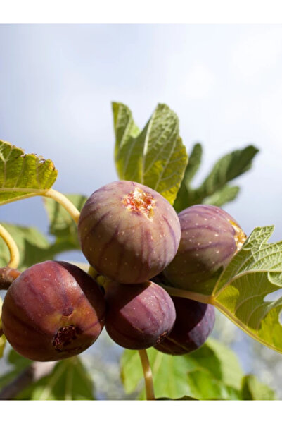 fidanistanbul İncir Fidanı Siyah Orak Karadeniz Patlıcan İnciri 100 cm Saksıda