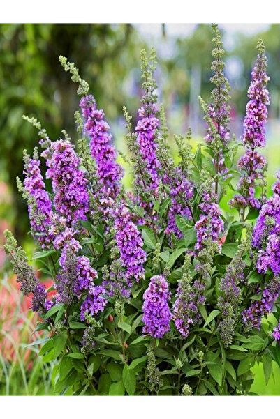 fidanistanbul Lila Kelebek Çalısı Buddleja davidii Summer Lilac 40 60 cm Saksıda