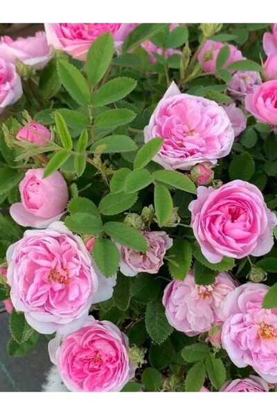 fidanistanbul Gül Fidanı Okka Isparta Gülü Rosa centifolia 30 40 cm Saksıda