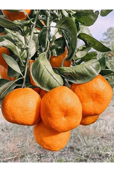 fidanistanbul Mandalina Fidanı Satsuma Rize Citrus unshiu 80 100 cm