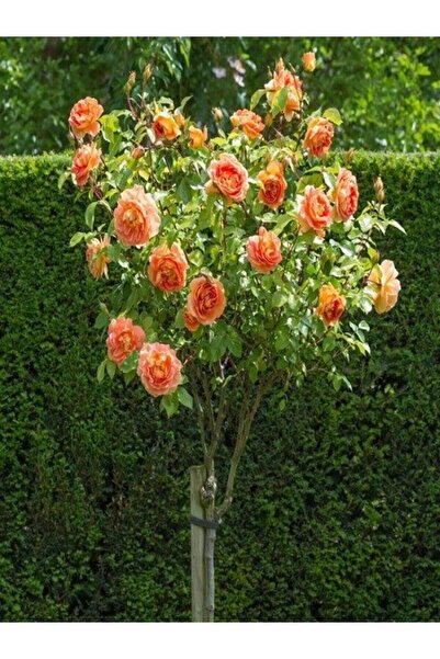 fidanistanbul Baston Gül Fidanı Kayısı Rengi Rosa ad alberello apricot 120 cm...