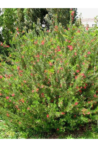 fidanistanbul Dik Gravilla Çalısı Gravillea rosmarinifolia Saksıda