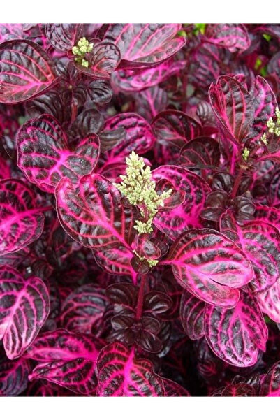 fidanistanbul Çingene Şalvarı Bitkisi Iresine herbstii Saksıda