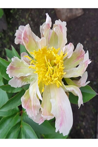 fidanistanbul Şakayık Green Lotus İthal Saksıda