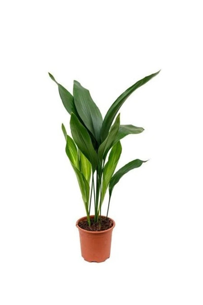 fidanistanbul Salon Yaprağı Aspidistra elatior 30 40 cm Saksıda