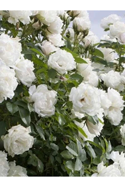 fidanistanbul Beyaz Meilland Gül Fidanı Rosa White Meidiland Saksıda
