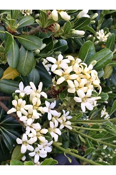 fidanistanbul Boylu Yıldız Çalısı Pittosporum tobira 80 100 cm Saksıda