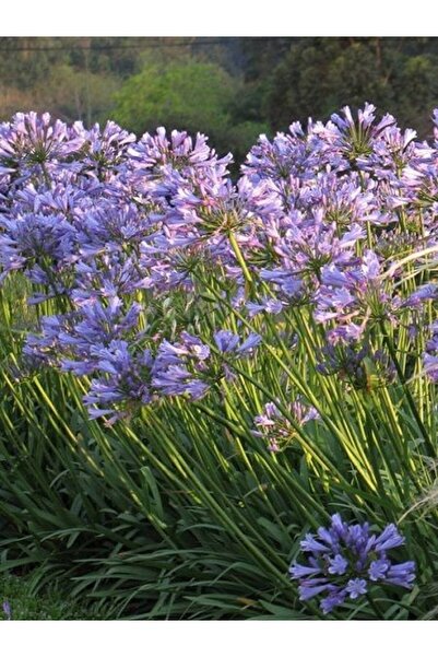 fidanistanbul Bodur Mavi Afrika Zambağı Agapanthus hybrid Nana Blue Saksıda