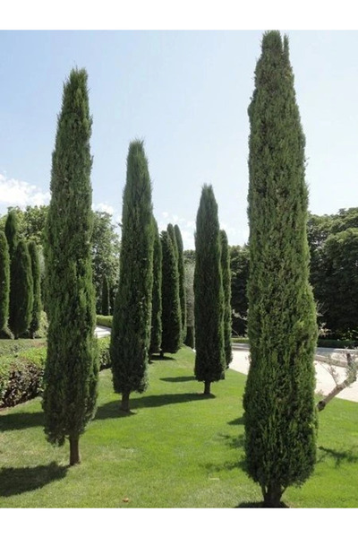 fidanistanbul Kara Servi Cupressus sempervirens 80 100 cm