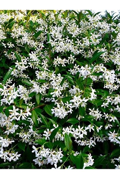 fidanistanbul Arap Yasemini Rhyncospermum jasminoides Star 120 cm Büyük Yaş S...
