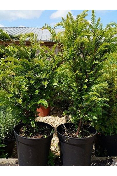 fidanistanbul Porsuk Ağacı Taxus baccata Fastigiata 40 60 cm Saksıda