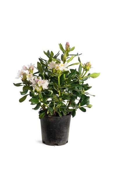 fidanistanbul Beyaz Orman Gülü Rhododendron Cunninghams White 40 60 cm İthal