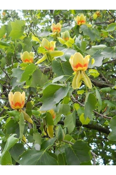 fidanistanbul Lale Ağacı Liriodendron tulipifera 40 cm