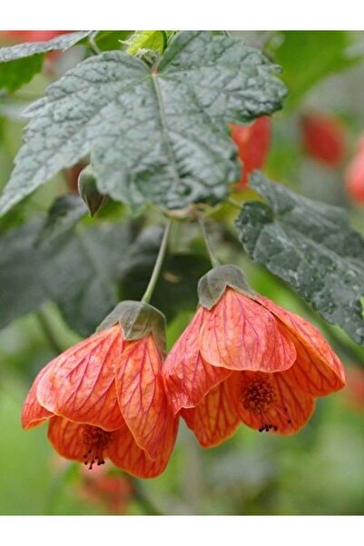 fidanistanbul Çin Lanterni Abutilon hybridum 20 40 cm Saksıda