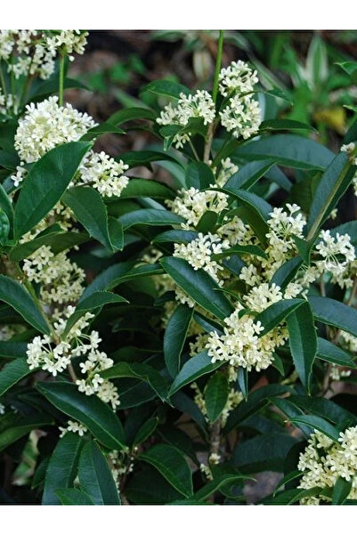 fidanistanbul Kokulu Çay Zeytini Osmanthus fragrans 20 40 cm Saksıda