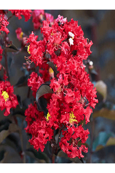 fidanistanbul Oya Ağacı Kırmızı Çiçekli Fidanı Lagerstroemia indica Black Sol...