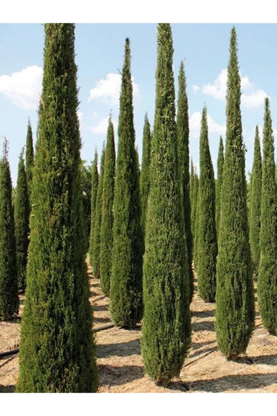 fidanistanbul Kalem Servi Fidanı Cupressus sempervirens Stricta 100 120 cm