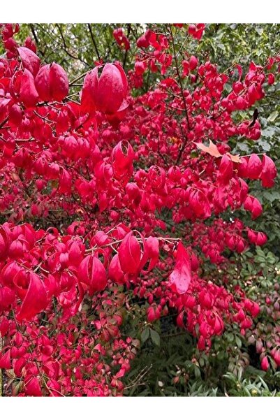 fidanistanbul Yanar çalı Euonymus alatus 20 40 cm Saksıda