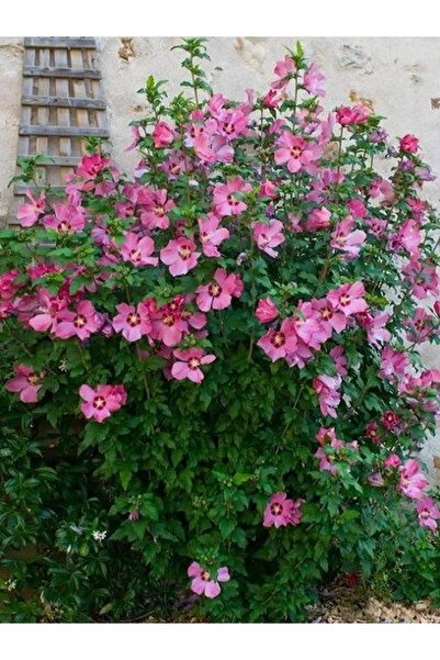 fidanistanbul Ağaç Hatmi Pembe Çiçekli Hibiscus syriacus Aphrodite 20 40 cm S...
