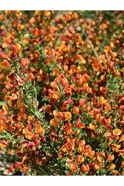 fidanistanbul Katır Tırnağı Kırmızı Sarı Çiçekli Cytisus Praecox RED LENA İth...