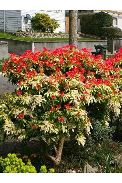 fidanistanbul Japon Lavanta Fundası Pieris japonica MOUNTAİN FİRE İthal Saksıda