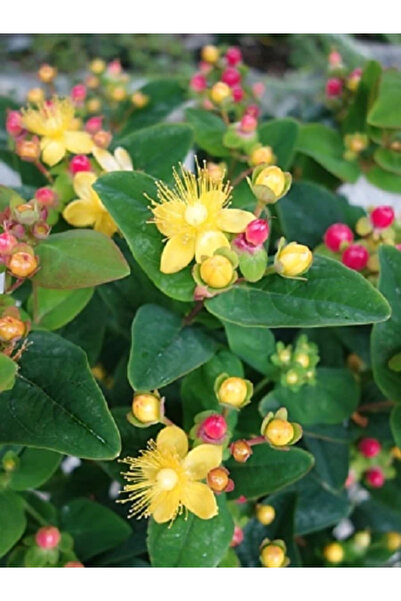 fidanistanbul Pembe Meyveli Kantaron Çiçeği Hypericum inodorum