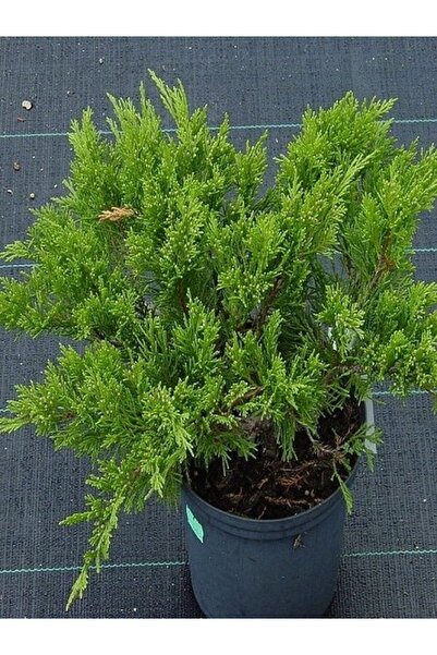 fidanistanbul Bonsai için Sabin Ardıcı Juniperus sabina Tamariscifolia Saksıda