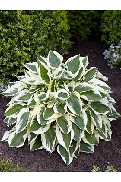 fidanistanbul Alacalı Ağustos Zambağı Hosta fortunei Saksıda