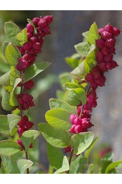 fidanistanbul Mor İnci Çalısı Symphoricarpos orbiculatus Coral Berry 80 100 cm