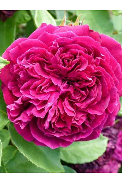 fidanistanbul Kokulu Gül Fidanı Rosa centifolia 20 cm