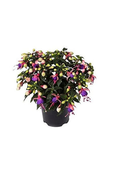 fidanistanbul Fuchsia Küpeli Çiçeği Tohumu 50 Adetli Paketli