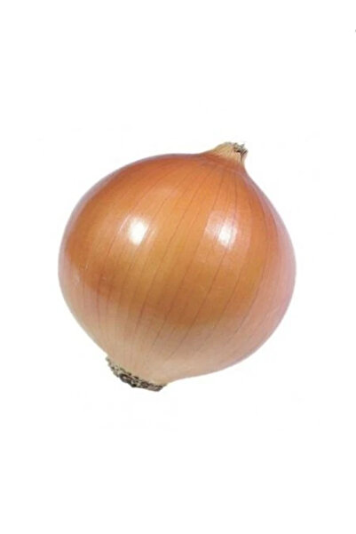 fidanistanbul Valenciana Karacabey Uzun Gün Kuru Soğan Tohumu Paket 10 gram