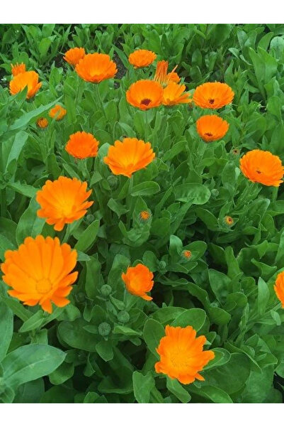 fidanistanbul Portakal Nergisi Şamdan Aynısafa Çiçeği Turuncu Renk Çiçek Tohu...