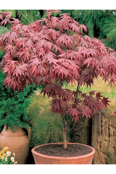 fidanistanbul Kırmızı Yapraklı Japon Akçaağacı Acer palmatum Atropurpureum 40...