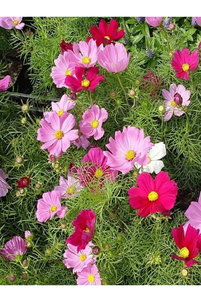fidanistanbul Bodur Cosmos Çiçeği Karışık Renk Çiçek Tohumu 25 Adet