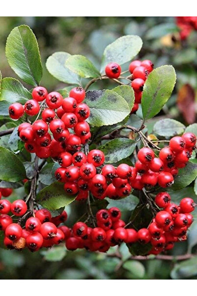 fidanistanbul Ateş Dikeni Kırmızı Pyracantha Red Column Saksıda