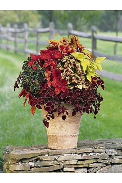 fidanistanbul Yaprak Güzeli Çiçeği Karışık Renk Tohumu 100 Adet