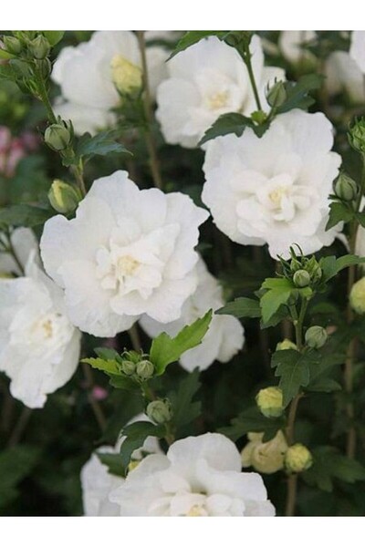 fidanistanbul Ağaç Hatmi Beyaz Çiçekli Hibiscus syriacus White Chiffon 20 40 ...