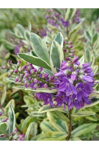 fidanistanbul Yavşan Otu Alacalı Mor Çiçekli Hebe andersonii 20 40 cm Saksıda