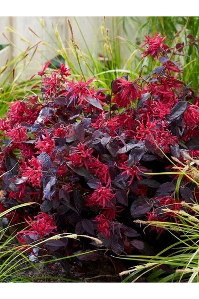fidanistanbul Rüya Çiçeği Bordo Yeşil Yapraklı Loropetalum chinense Rubrum 20 cm