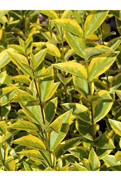 fidanistanbul Alacalı Kurtbağrı Fidanı Ligustrum ovalifolium Aureum Saksıda