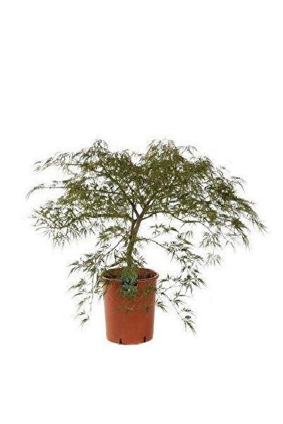fidanistanbul Akçaağaç Yeşil İnce Yapraklı Acer palmatum Dissectum 40 cm İthal