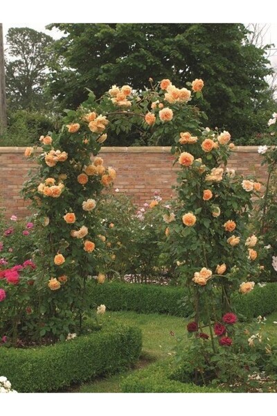 fidanistanbul Turuncu Sarmaşık Gül Fidanı Rosa rampicanti Orange 60 cm Saksıda