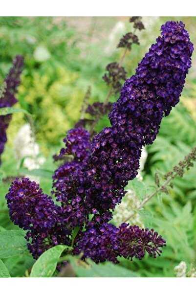 fidanistanbul Koyu Mor Kelebek Çalısı Buddleja davidi Black Knight 40 60 cm İ...