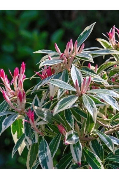fidanistanbul Alacalı Yapraklı Lavanta Fundası Pieris Little Frosty İthal Sak...