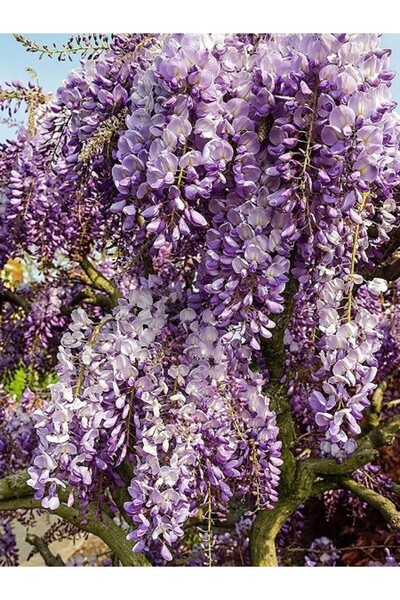 fidanistanbul Mor Salkım Wisteria sinensis Prolific İthal 120 cm Saksıda
