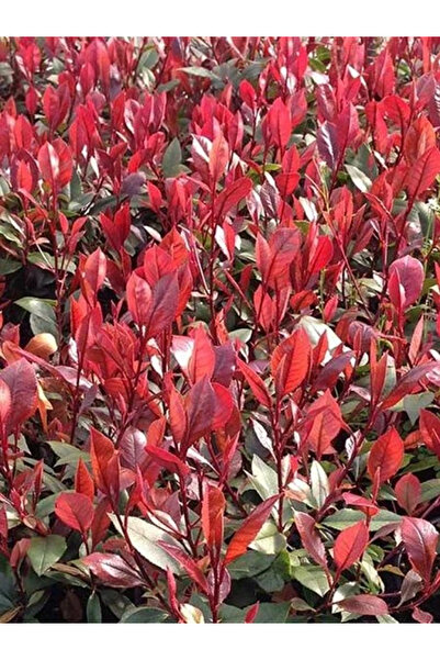 fidanistanbul Bodur Alev Çalısı Photinia fraseri Compacta 20 cm