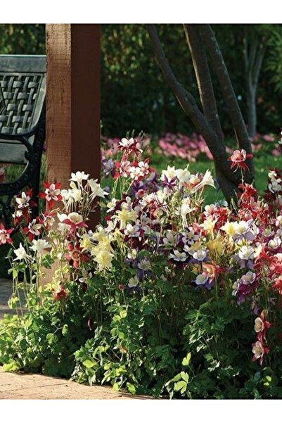 fidanistanbul Haseki Küpesi Bitkisi Aquilegia vulgaris Saksıda