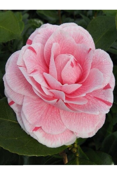 fidanistanbul Kamelya Fidanı Açık Pembe Çiçekli Pembe Çizgili Camellia japoni...