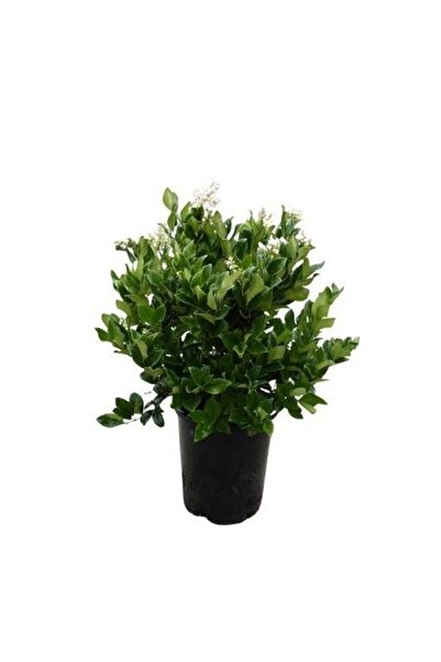 fidanistanbul Büyük Yapraklı Kurtbağrı Fidanı Ligustrum japonicum Texanum 30 ...